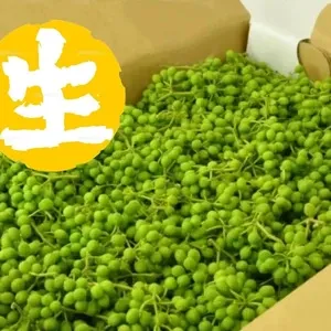 岩手県産 3kg 野ぶどう うまぶどう　冷凍クール便　薬膳　うまぶどう酒 有機JAS認証取得済☆2025年瞬冷凍☆うまぶどう・野ぶどう果実