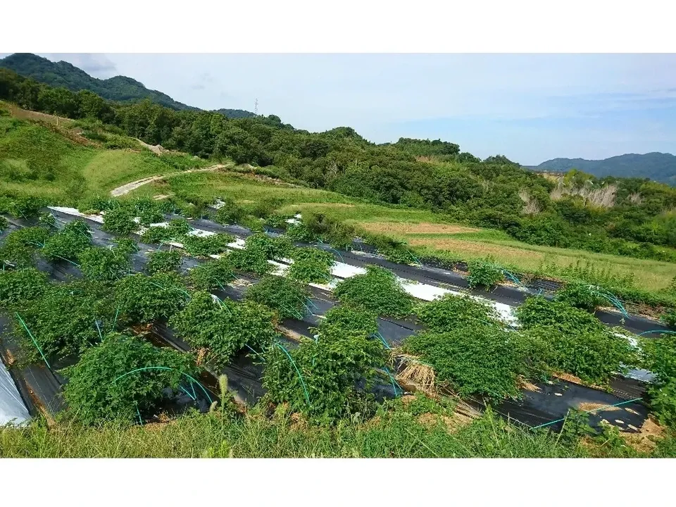 自然栽培★酵素が生きてる！ウマブドウ茶★お湯だし3分＆煮出しもOK! 独自の特殊加工を是非！！野ぶどう茶