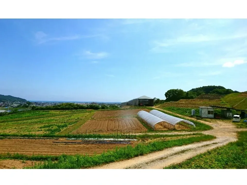 自然栽培★酵素が生きてる！ウマブドウ茶★お湯だし3分＆煮出しもOK! 独自の特殊加工を是非！！野ぶどう茶