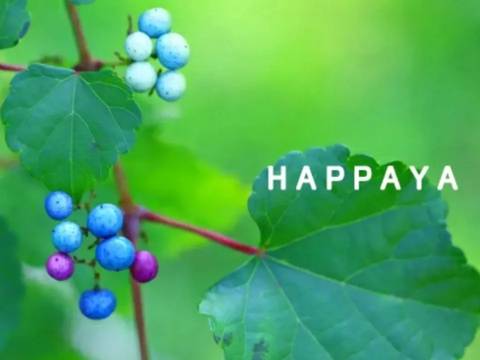 有機JAS認証取得済☆酵素が生きてる！ウマブドウ茶☆お湯だし3分