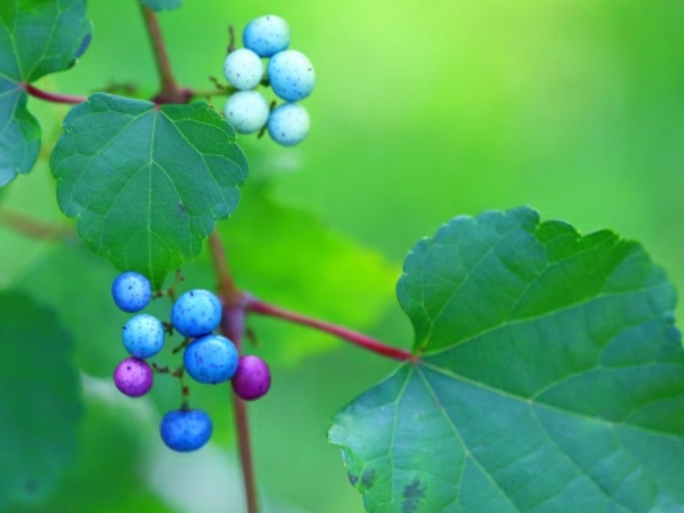 ビワの葉入り！秋摘みブレンドうまぶどう茶（有機JAS認証取得済