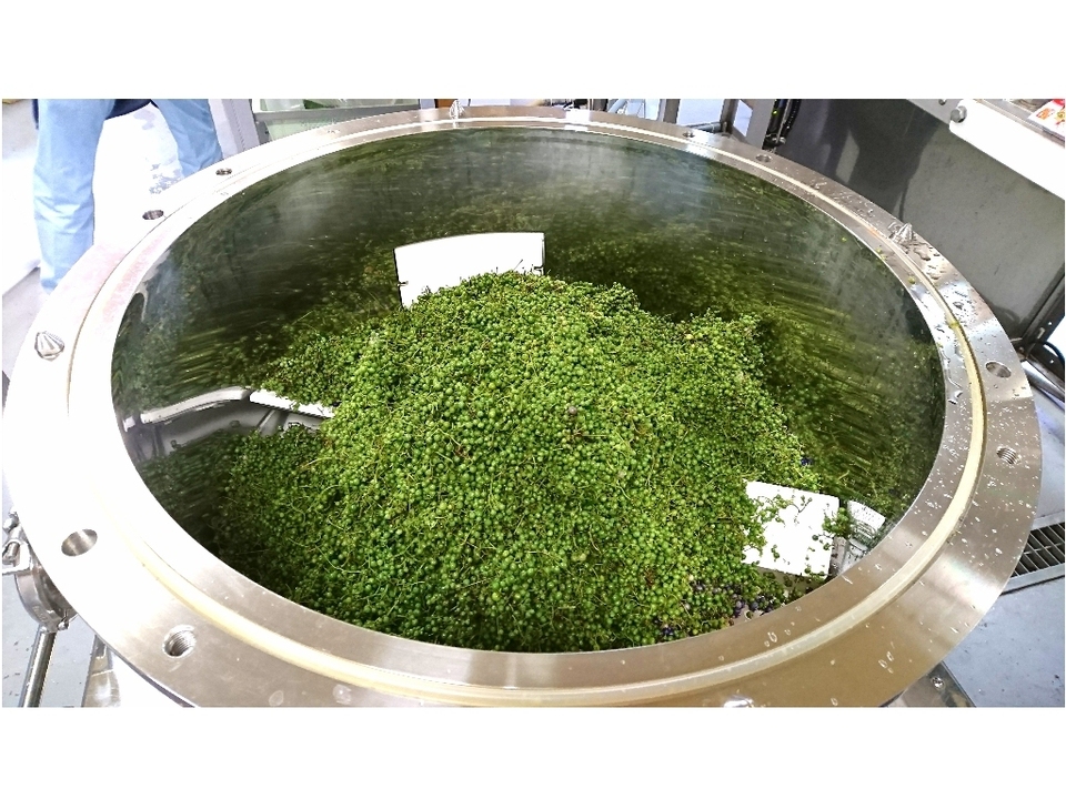ビワの葉入り！秋摘みブレンドうまぶどう茶（自然栽培）★手軽なお湯出し＆煮出しもOK!