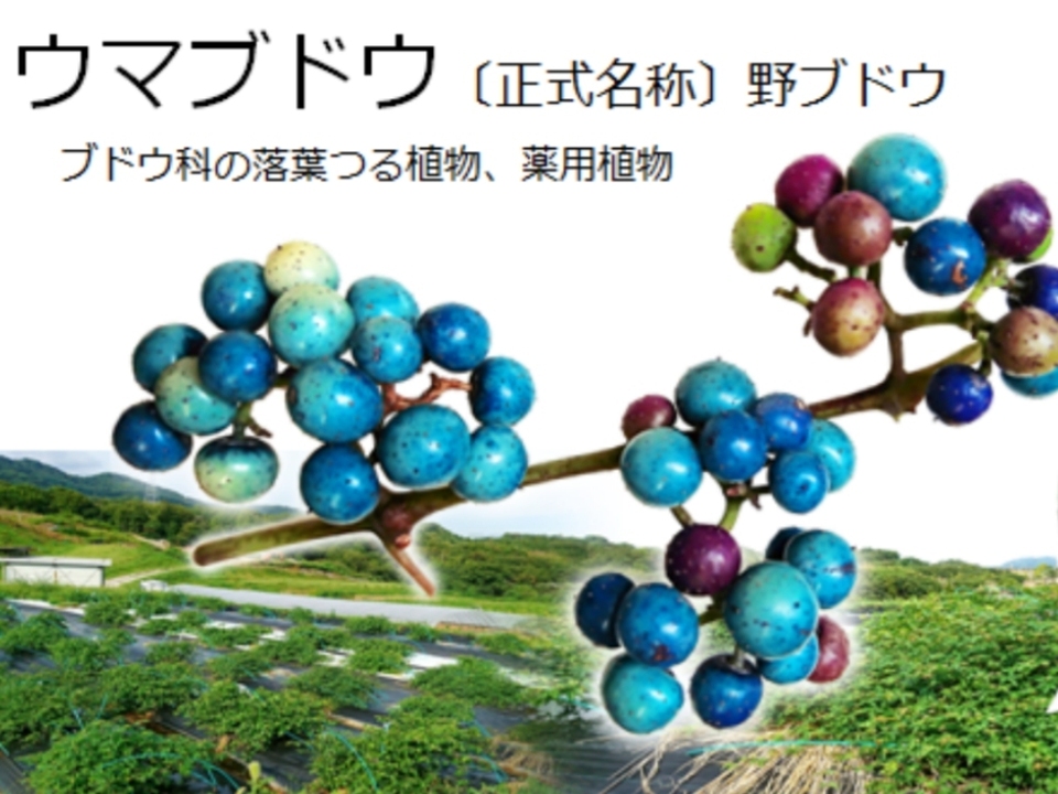 ビワの葉入り！秋摘みブレンドうまぶどう茶（自然栽培）★手軽なお湯出し＆煮出しもOK!
