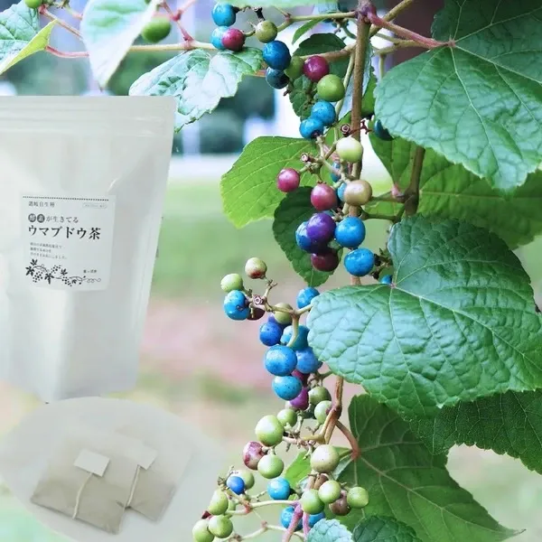 うまぶとう ウマブドウ 馬ぶどう 1600g (400g×4) 焼酎漬用 冷凍 【公式