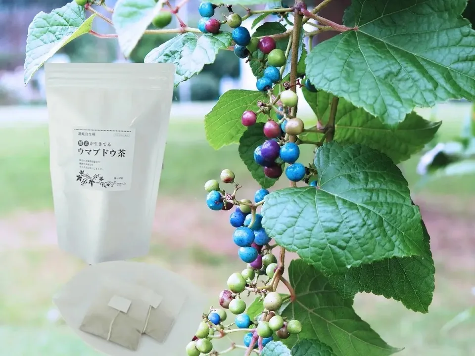 野ぶとう　ウマブド　野葡萄 　馬ぶどう　お茶 野ぶどう100％の純ウマブドウ茶（ウマブドウ・ノブドウ・ブス茶