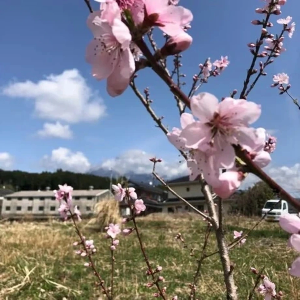 自然栽培の桃<あかつき/日川白鳳>農薬・肥料不使用で皮まで食べられる桃を静岡からお届け