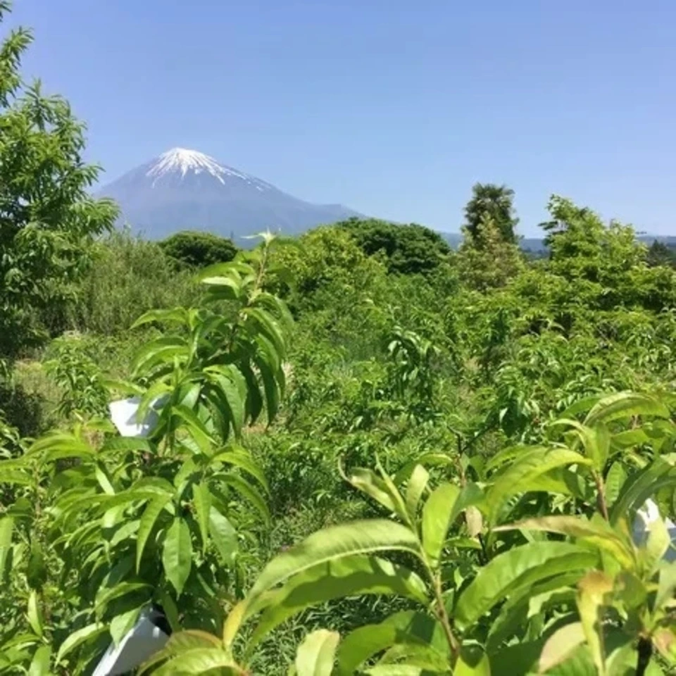 自然栽培の桃<あかつき/日川白鳳>農薬・肥料不使用で皮まで食べられる桃を静岡からお届け