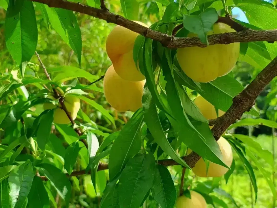 自然栽培の桃<あかつき/日川白鳳>農薬・肥料不使用で皮まで食べられる桃を静岡からお届け