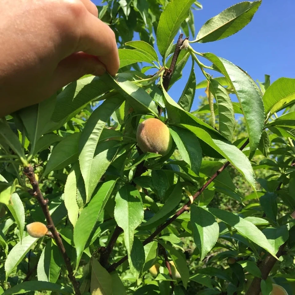 自然栽培の桃<あかつき/日川白鳳>農薬・肥料不使用で皮まで食べられる桃を静岡からお届け
