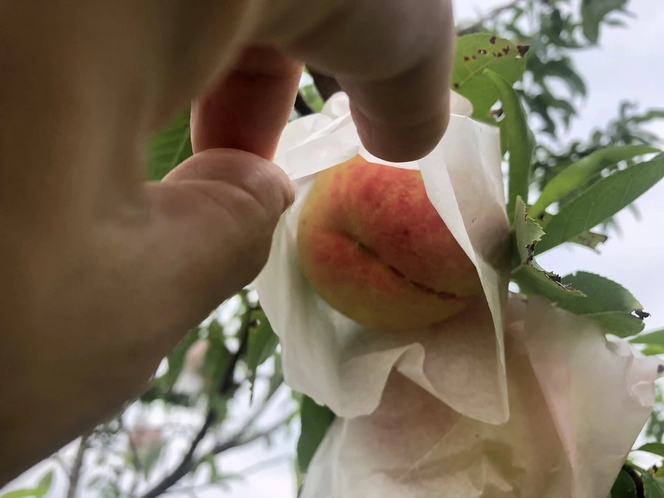 自然栽培の桃<あかつき/日川白鳳>農薬・肥料不使用で皮まで食べられる桃を静岡からお届け