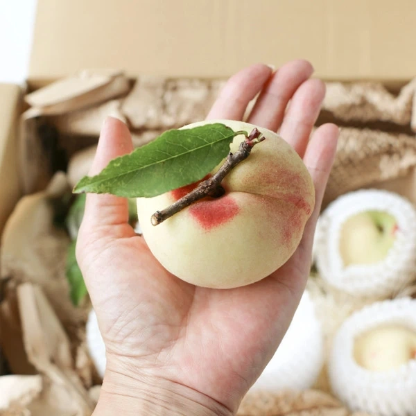 食品 ⑤朝採り当日発送‼️栽培期間中農薬不使用 桃 おどろき