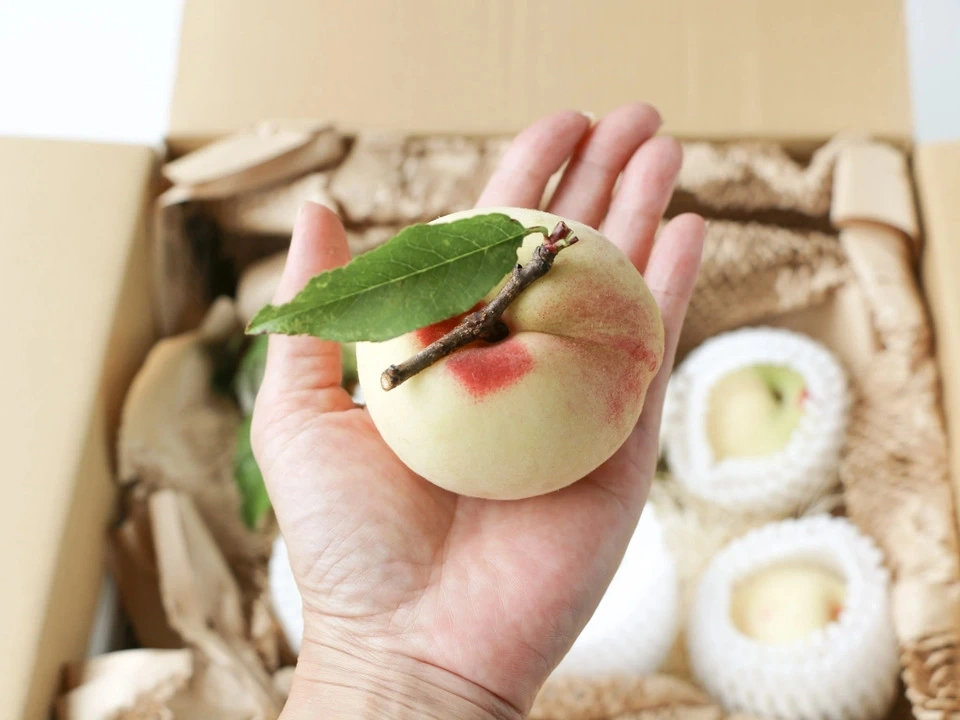 自然栽培の桃<あかつき/日川白鳳>農薬・肥料不使用で皮まで食べられる桃を静岡からお届け