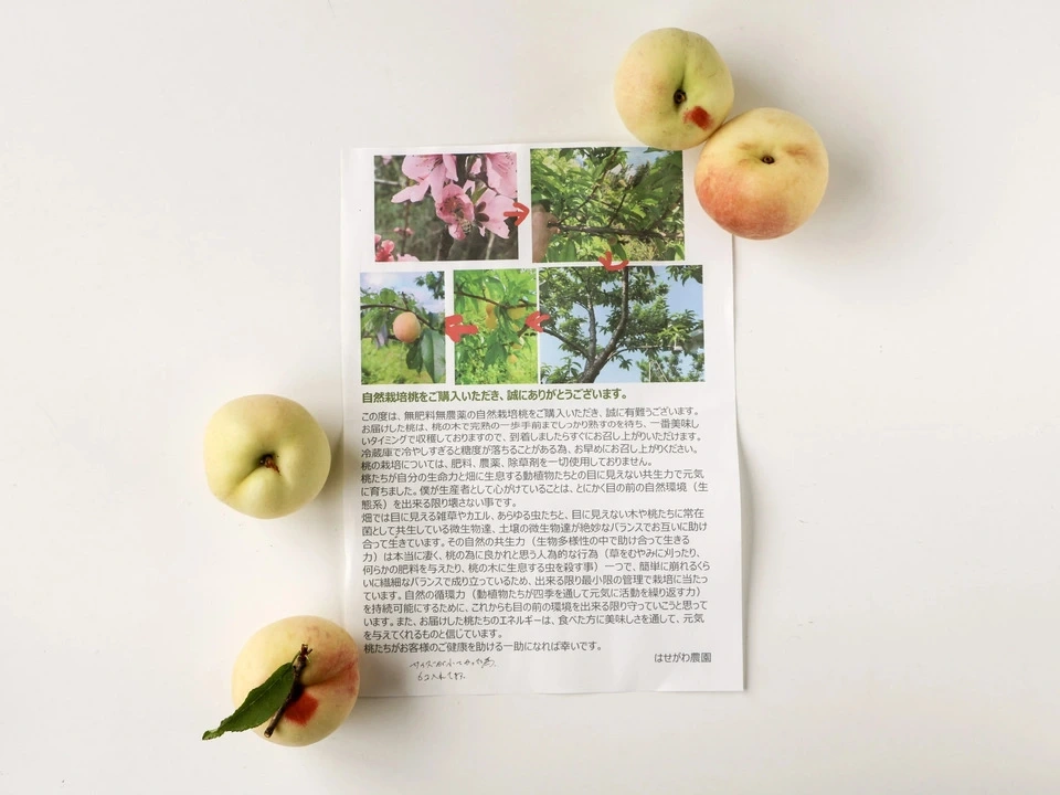 自然栽培の桃<あかつき/日川白鳳>農薬・肥料不使用で皮まで食べられる桃を静岡からお届け