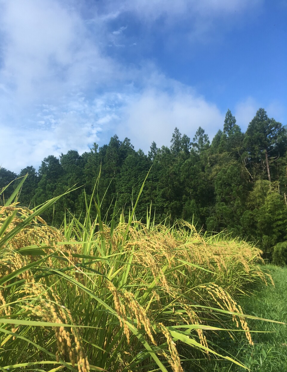 玄米揚げ餅（おかき）　100ｇ　「神楽　かぐら」化学調味料・保存料無添加