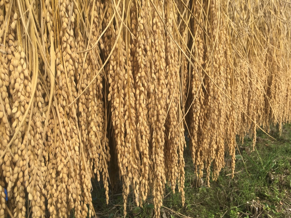 玄米揚げ餅（おかき）　100ｇ　「神楽　かぐら」化学調味料・保存料無添加