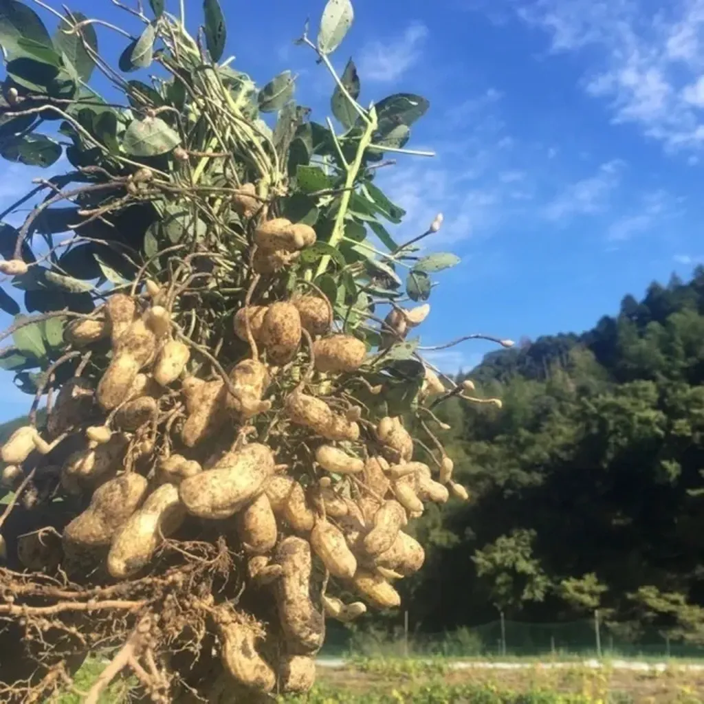 農薬化学肥料不使用落花生おおまさりの種600粒おまけ付き　8600円 農薬化学肥料不使用】なま落花生（おおまさり）2kg：山梨県産のおお