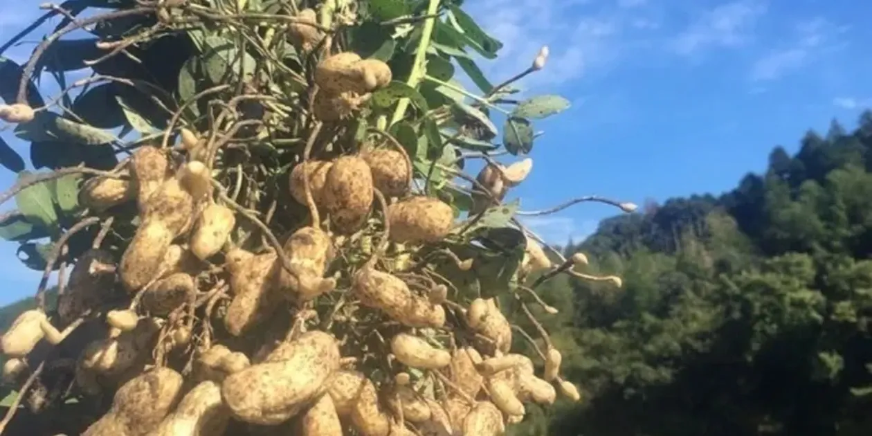 無農薬無化学肥料栽培【生落花生おおまさり】今しか味わえない旨さ