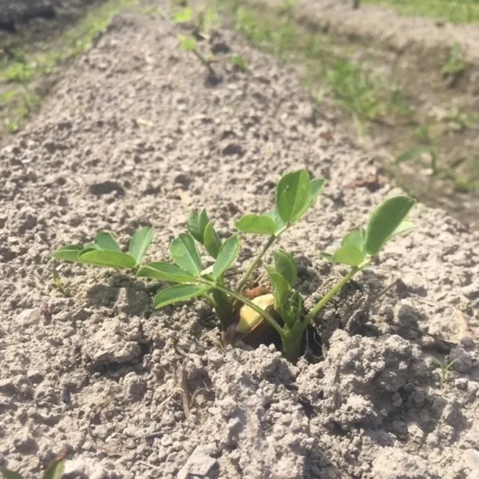 無農薬無化学肥料栽培【生落花生おおまさり】今しか味わえない旨さ