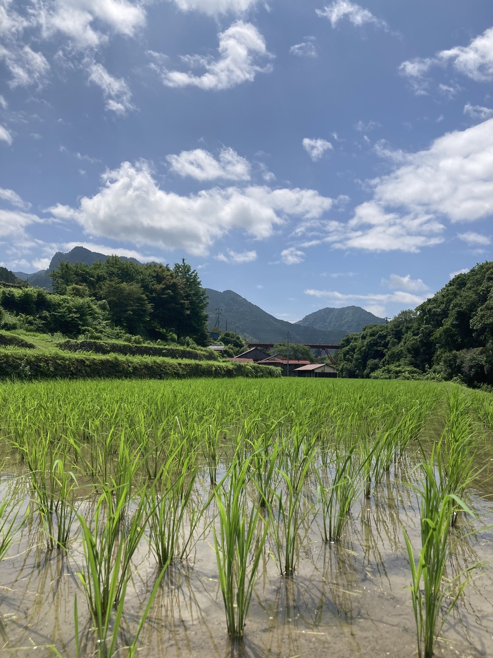 玄米揚げ餅（おかき）　100ｇ　「神楽　かぐら」化学調味料・保存料無添加