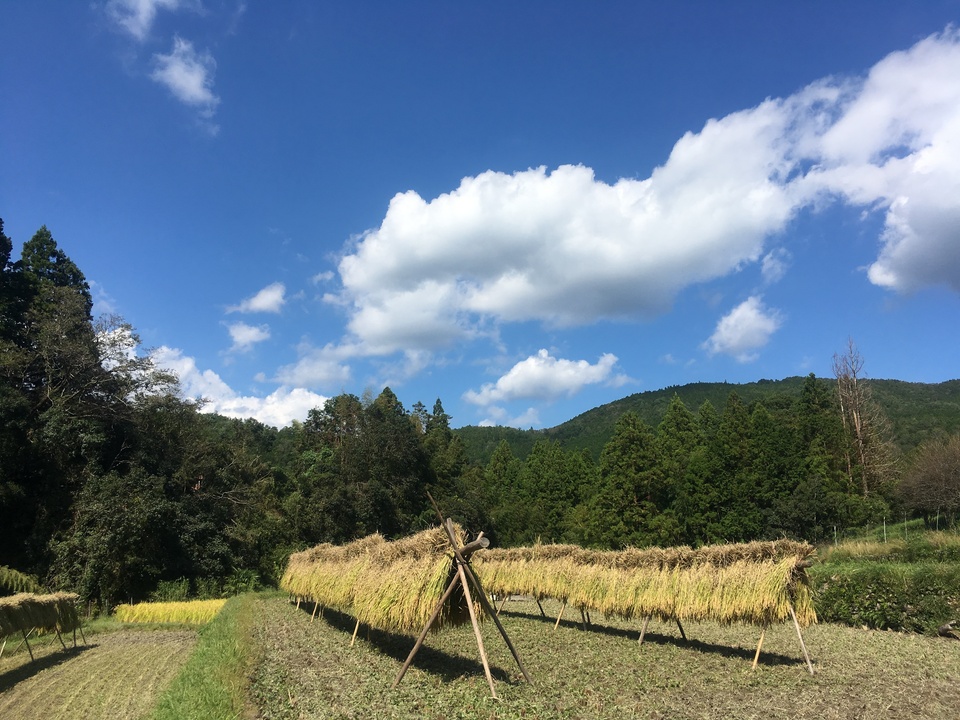 玄米揚げ餅（おかき）　100ｇ　「神楽　かぐら」化学調味料・保存料無添加