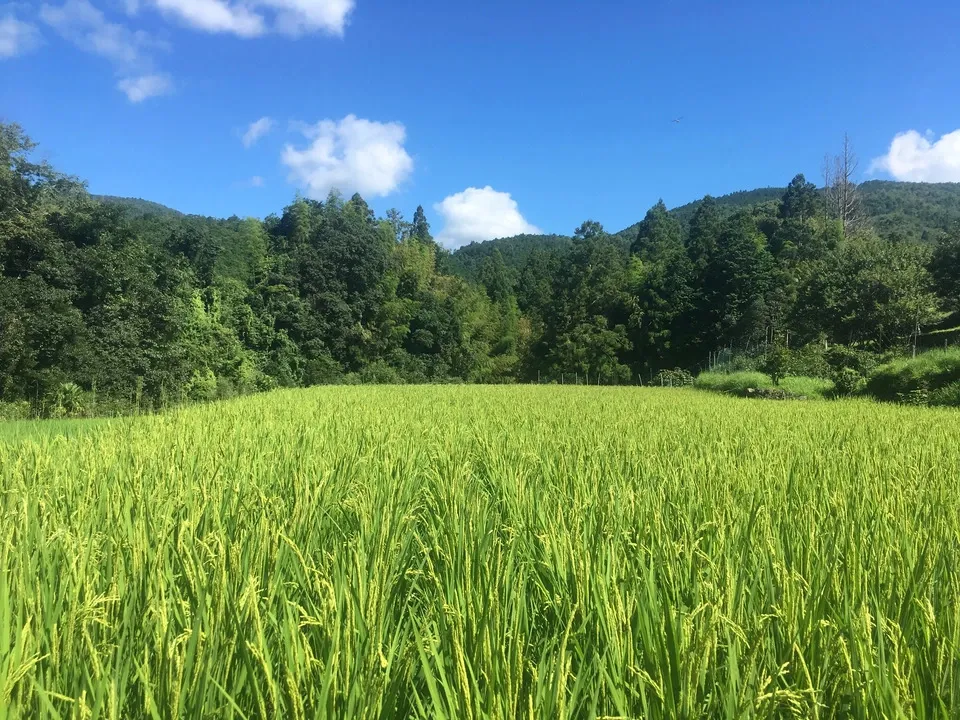 玄米ヌードル(100g) 農薬・化学肥料不使用栽培天日干し米使用 グルテンフリー 化学調味料・保存料無添加