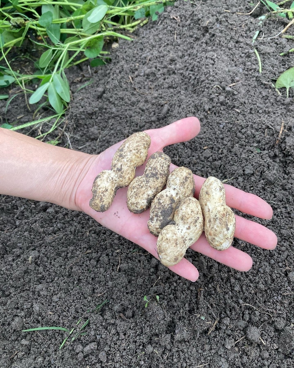 無農薬無化学肥料栽培【生落花生おおまさり】今しか味わえない旨さ
