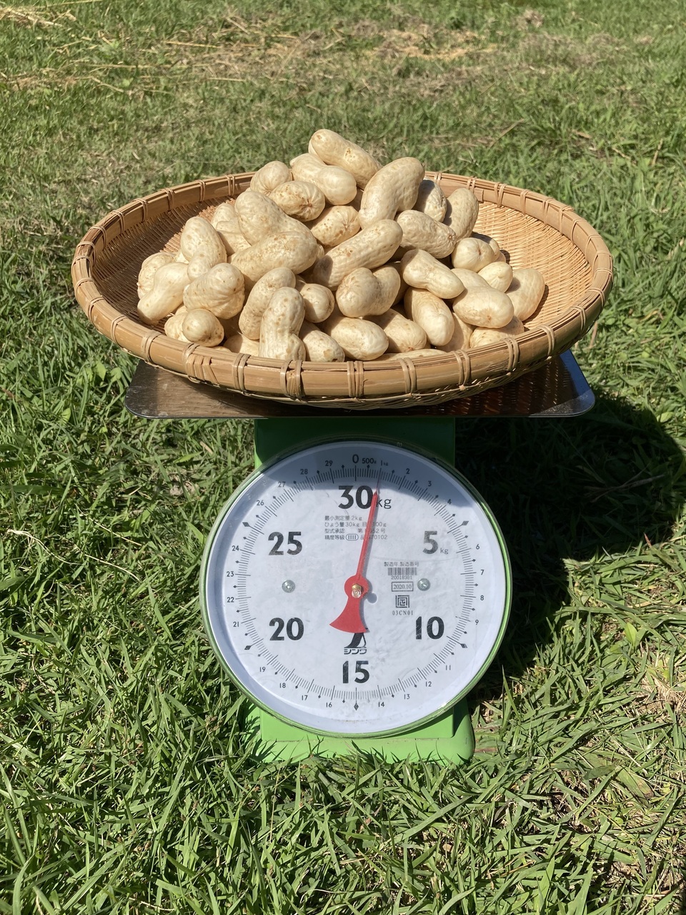 農薬化学肥料不使用落花生おおまさりの種600粒おまけ付き　8600円 無農薬無化学肥料栽培【生落花生おおまさり】今しか味わえない旨さ