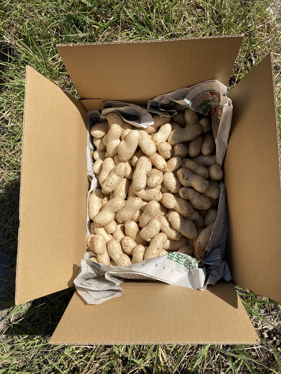 無農薬無化学肥料栽培【生落花生おおまさり】今しか味わえない旨さ