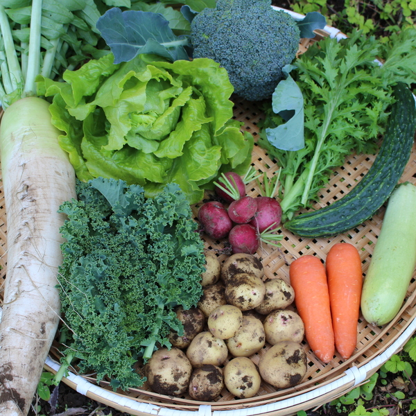 秋冬お任せ野菜セット〈シンプル料理向け〉 Healthy Soil (茨城県産