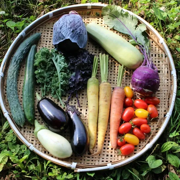 野菜 春夏お任せ野菜セット〈シンプル料理向け〉 Healthy Soil (茨城県産