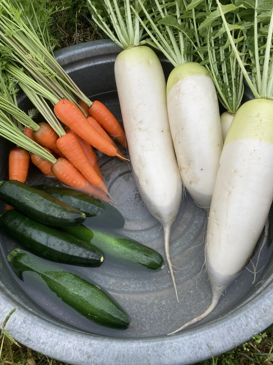 秋冬お任せ野菜セット+ぬかごと食べれるぬか漬けお任せ4種セット