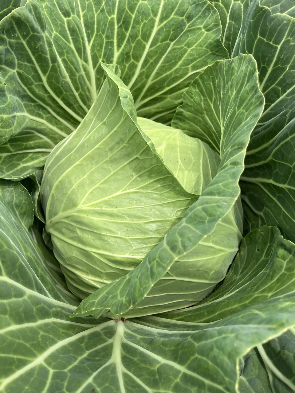 秋冬お任せ野菜セット〈シンプル料理向け〉