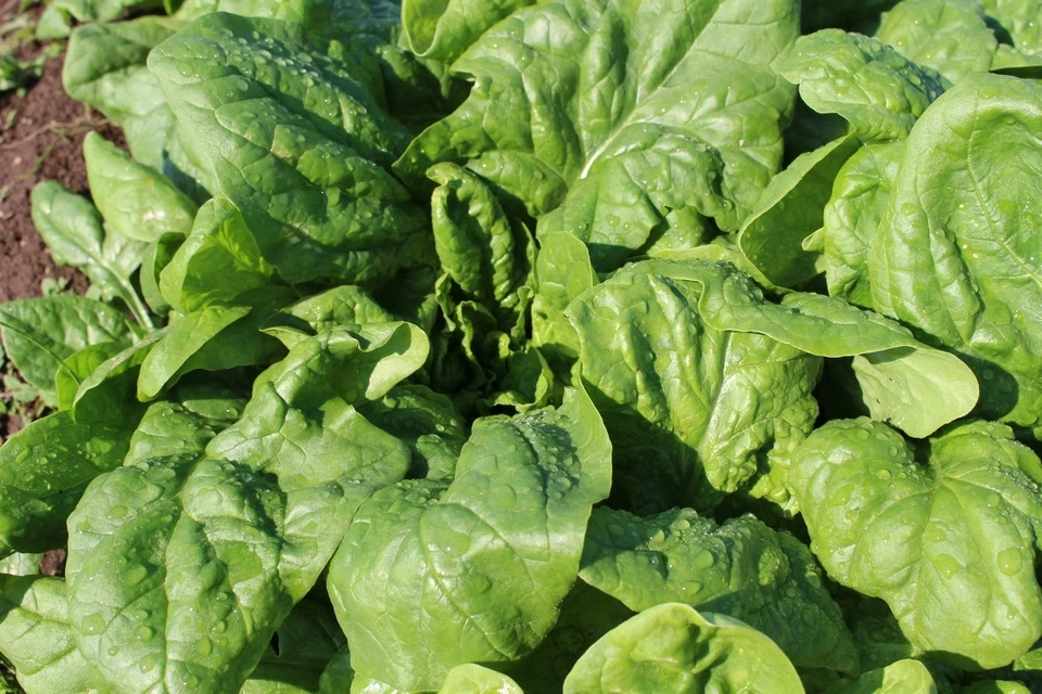 秋冬お任せ野菜セット〈シンプル料理向け〉