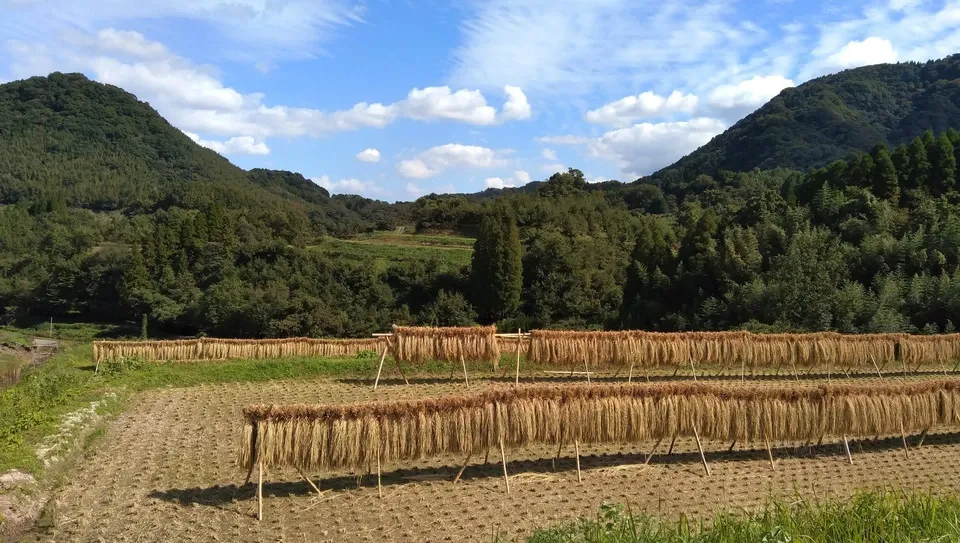 hikari 自然栽培米 天日干し 天日干し/自然栽培米＜ヒノヒカリ＞大分県産 平和農園 (大分県産