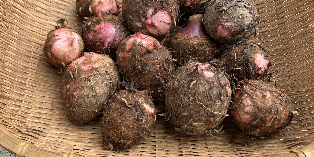 宮崎県産里芋赤目芋9.5kg