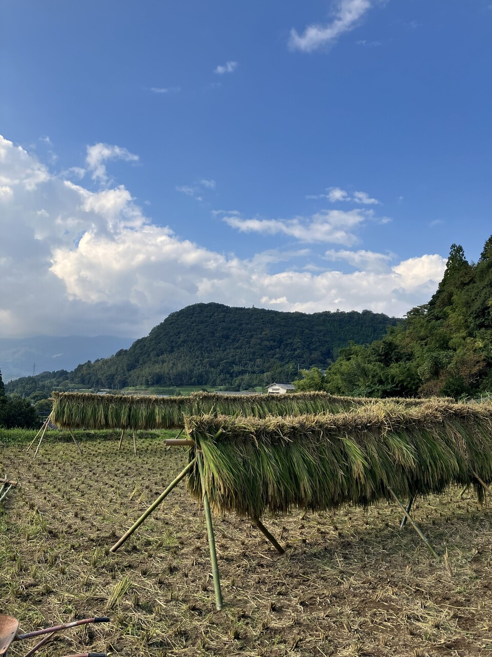 天日干し/自然栽培もち米＜令和7年度産 マンゲツモチ＞大分県産