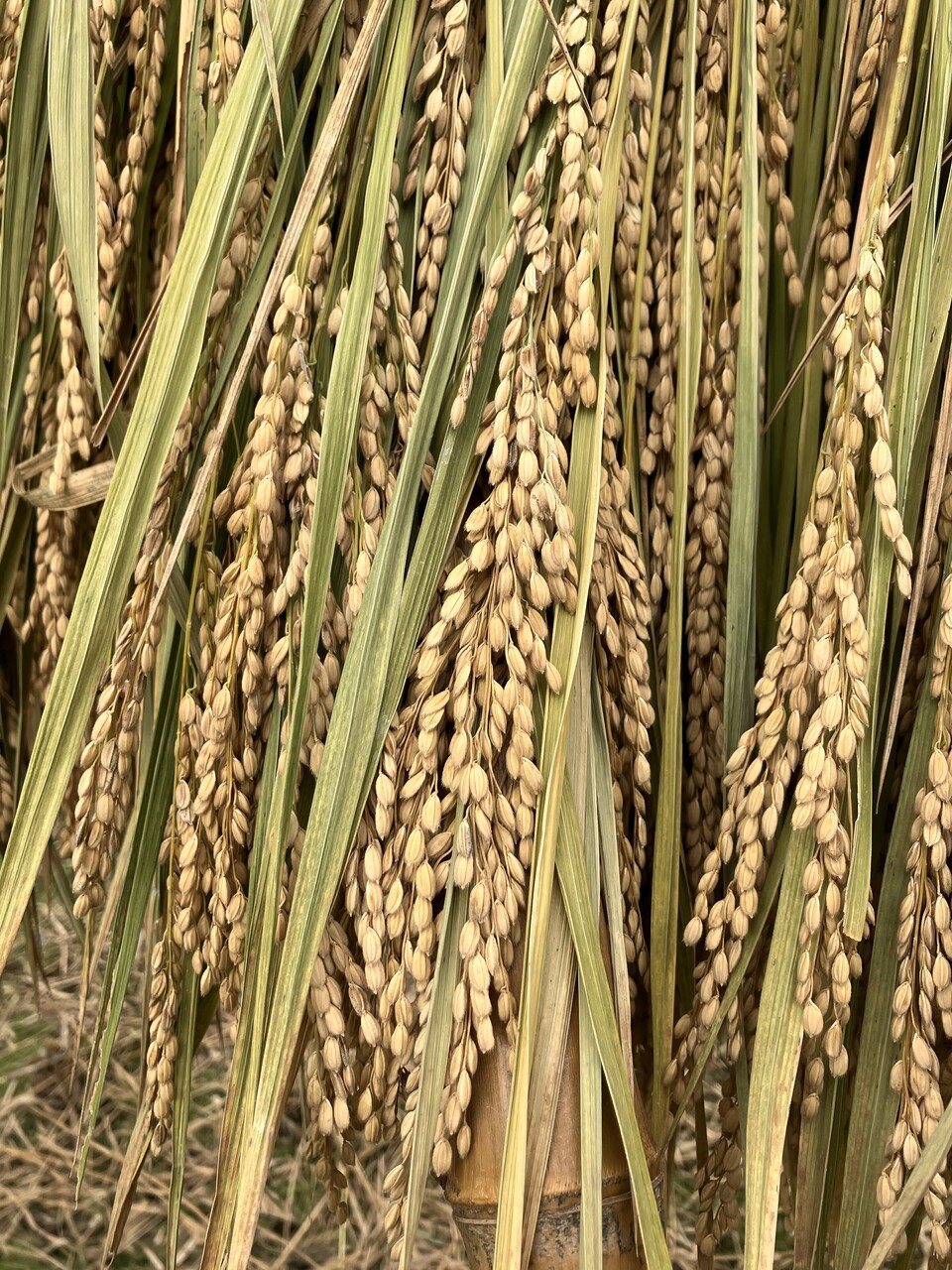 【高品質】もち米 25kg 自然栽培 天日干し 高品質】もち米 25kg 自然栽培 天日干し 高品質】もち米 25kg 自然栽培