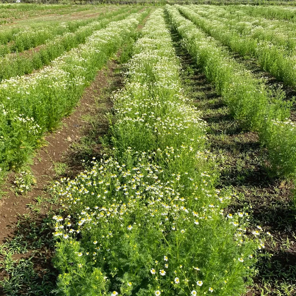 安心の宮崎県自家栽培・ 無農薬ハーブティー＜カモミール＞優しい朝摘みハーブ