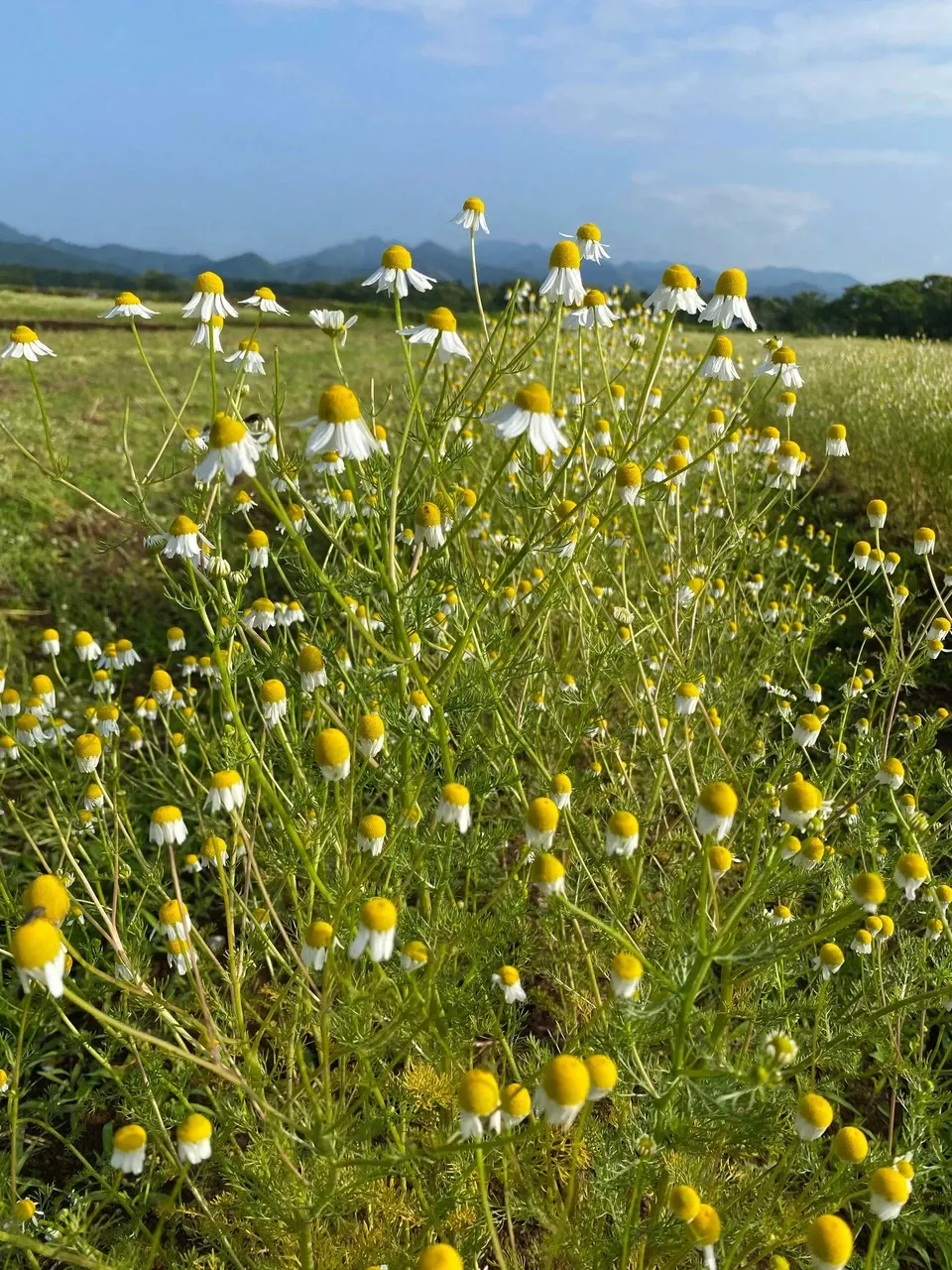安心の宮崎県自家栽培・ 無農薬ハーブティー＜カモミール＞優しい朝摘みハーブ