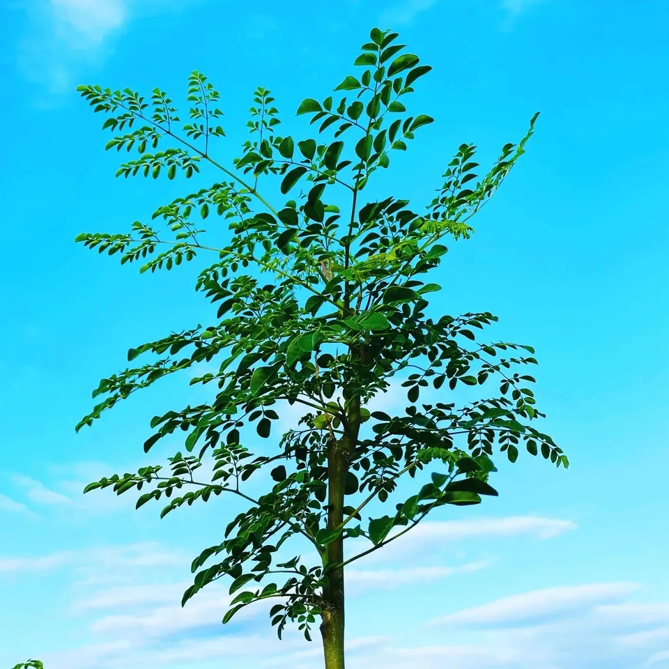 安心の宮崎県自家栽培・ 無農薬ハーブティー＜モリンガ＞優しい