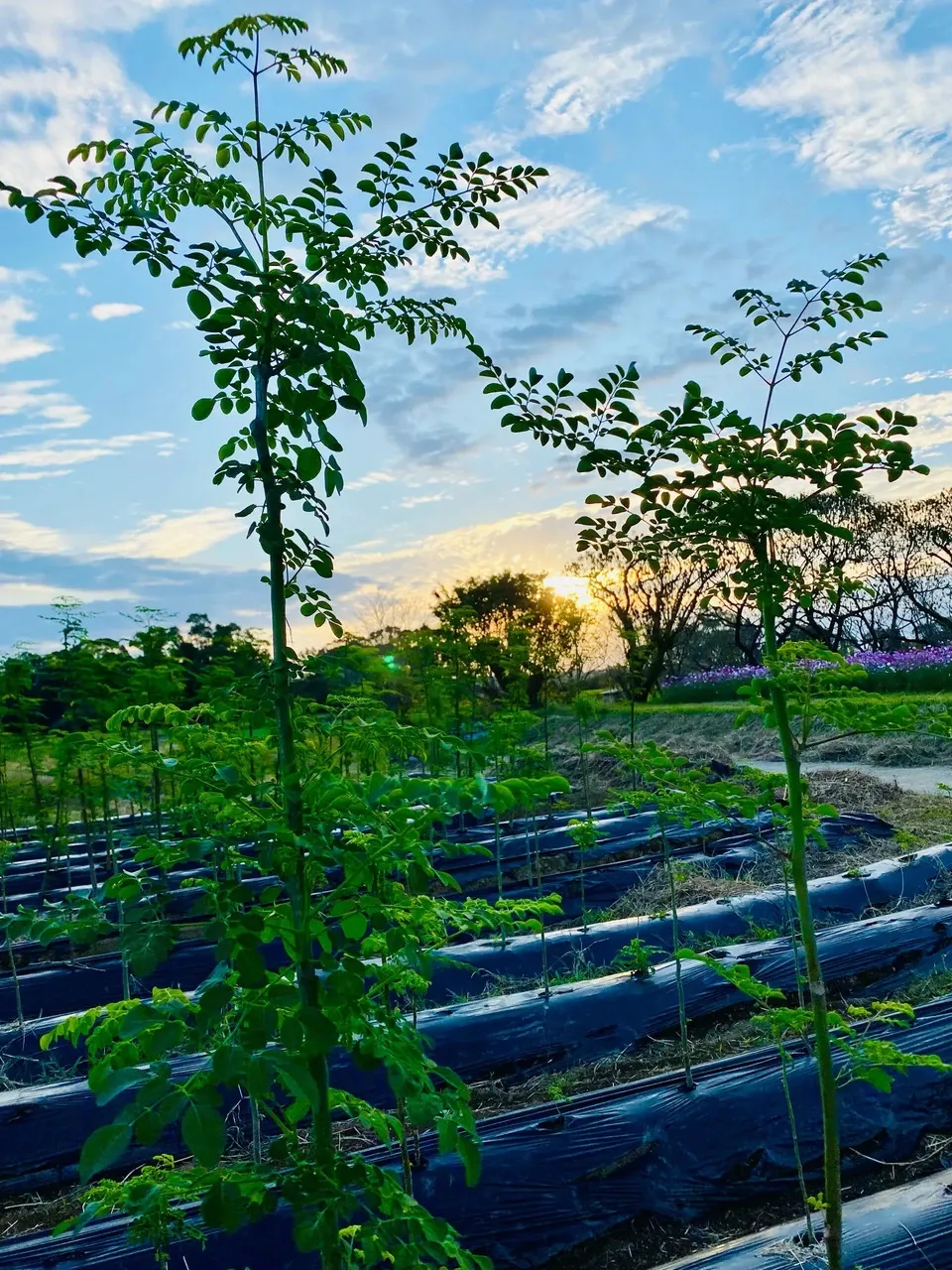 宮崎県モリンガ100%/天然入浴剤20gパック×100個　農薬・化学肥料未使用 宮崎県モリンガ100%/天然入浴剤20gパック×100個 農薬・化学肥料