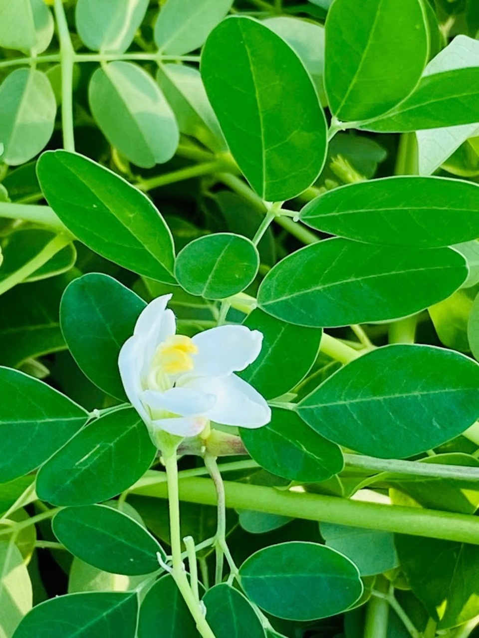 安心の宮崎県自家栽培・ 無農薬【焙煎】ハーブティー<モリンガ> 植物由来のティーパック 優しい朝摘みハーブ