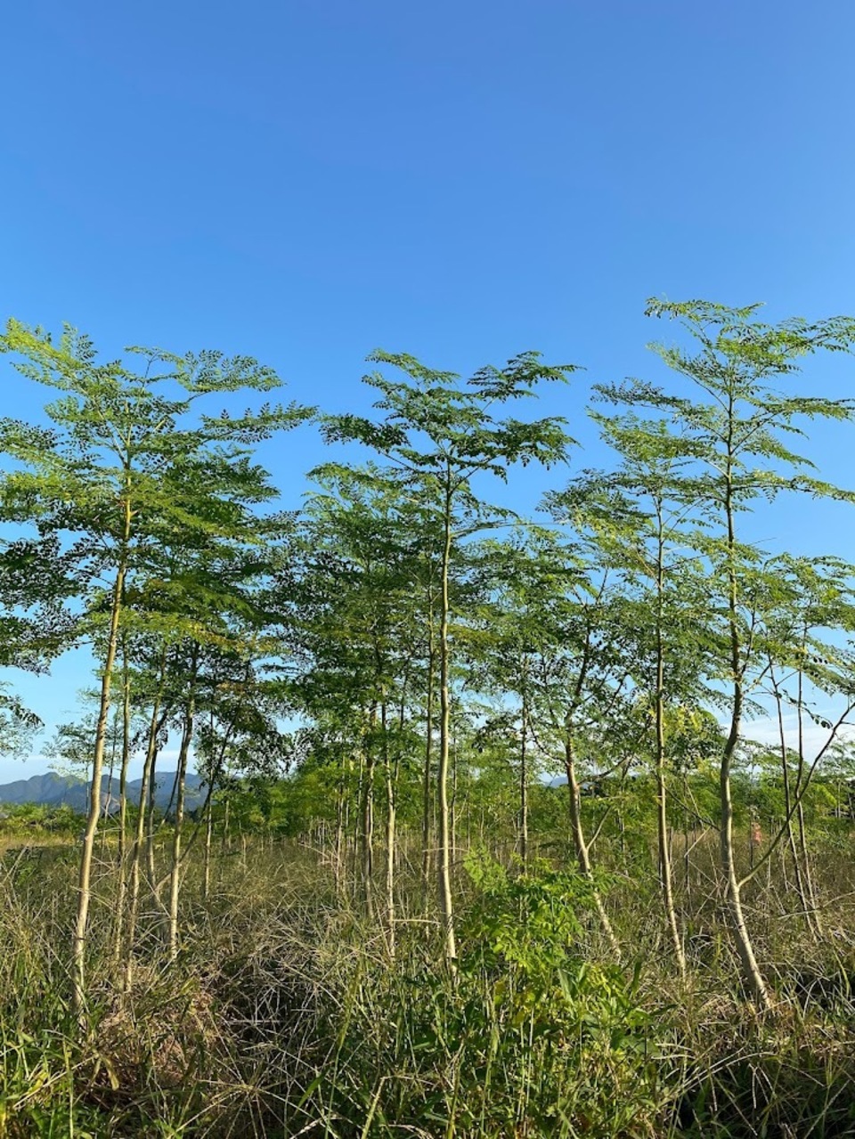 安心の宮崎県自家栽培・ 無農薬【焙煎】ハーブティー<モリンガ> 植物由来のティーパック 優しい朝摘みハーブ