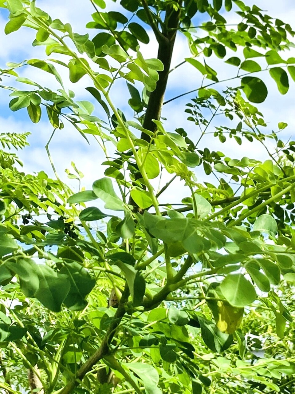 安心の宮崎県自家栽培・ 無農薬【焙煎】ハーブティー＜モリンガ＞ 植物由来のティーパック 優しい朝摘みハーブ