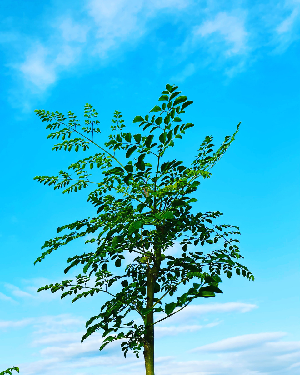 モリンガ蒸し 宮崎県産の無農薬・無化学肥料・無除草剤 モリンガ