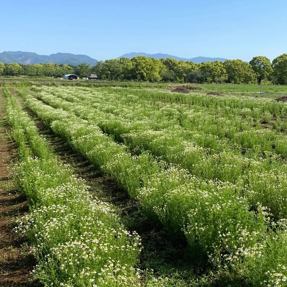 安心の宮崎県自家栽培・ 無農薬ハーブティー＜カモミール＞優しい朝