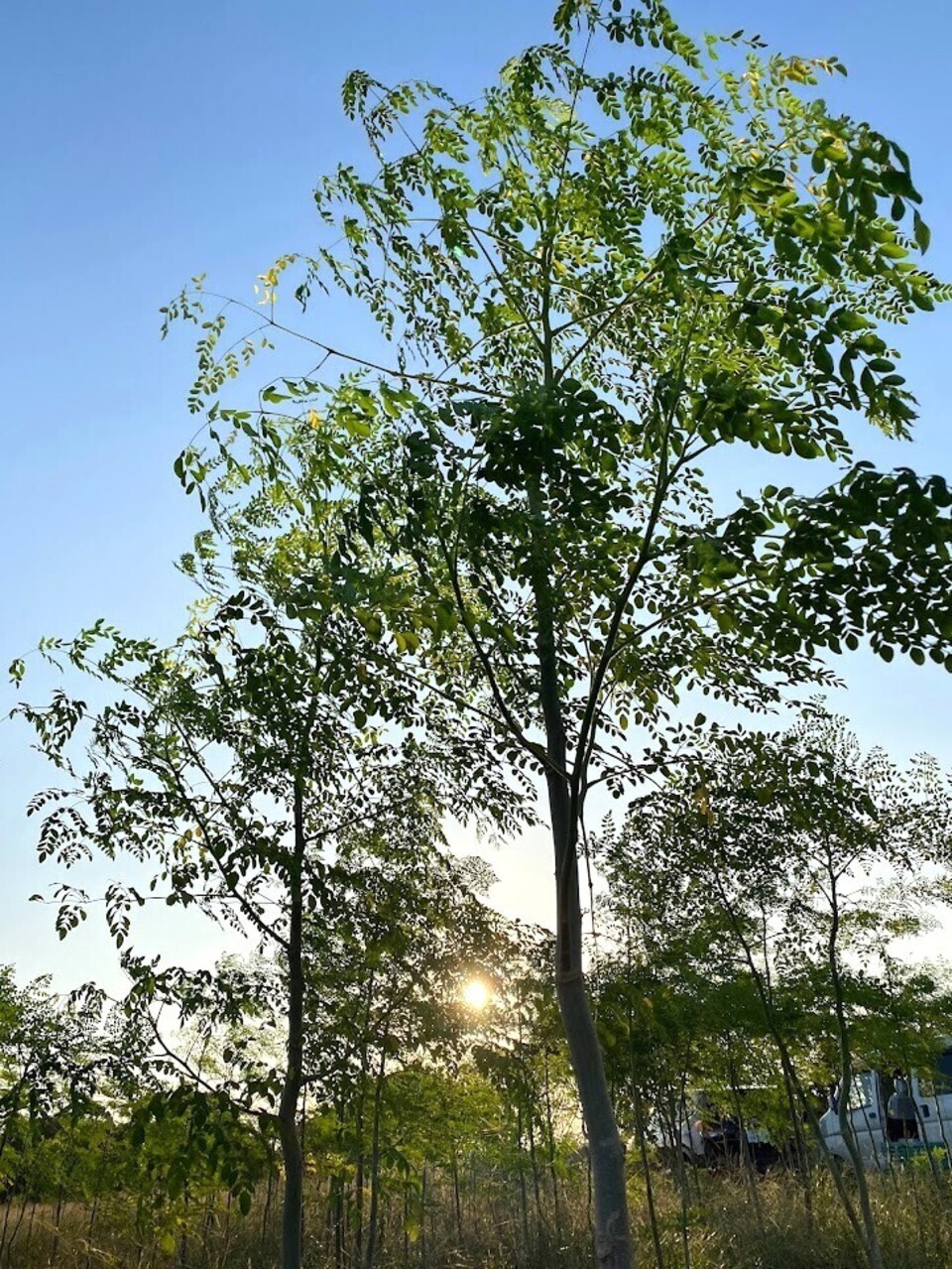 herb Bath モリンガ ハーブバス 無添加 無農薬 - たべるとくらすと