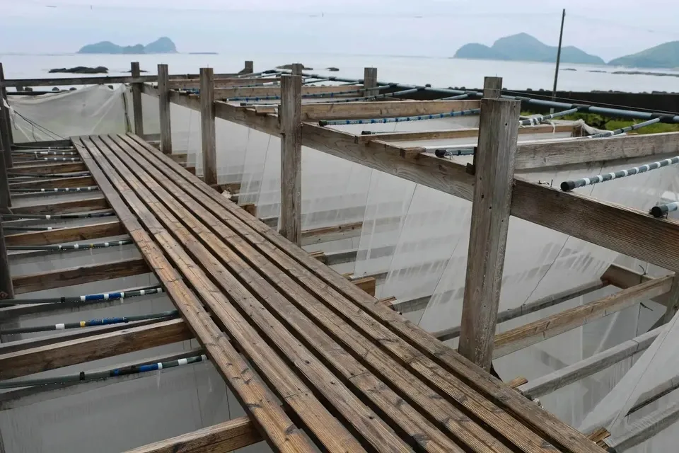 梅干し、味噌づくりに　海みたま 塩  大容量