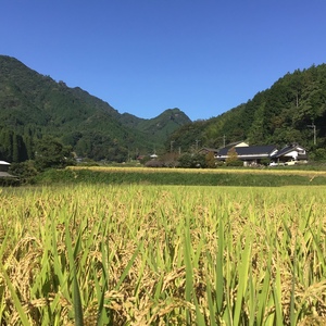 無農薬無施肥・自然栽培＜令和7年度産ヒノヒカリ玄米＞大分県産・甘み