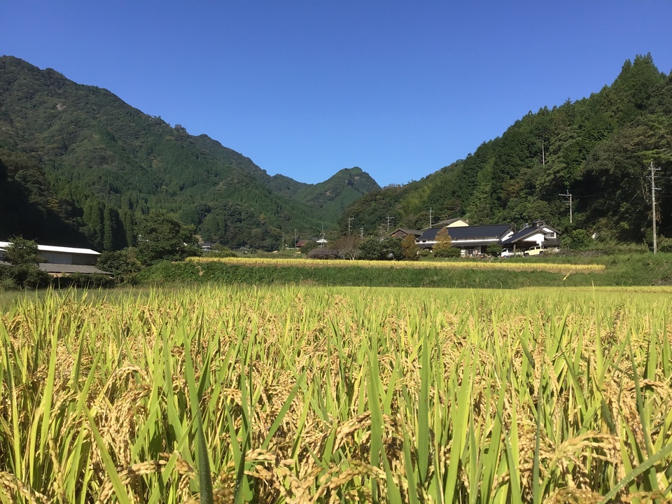 無農薬無施肥・自然栽培＜令和7年度産ヒノヒカリ玄米＞大分県産・甘み